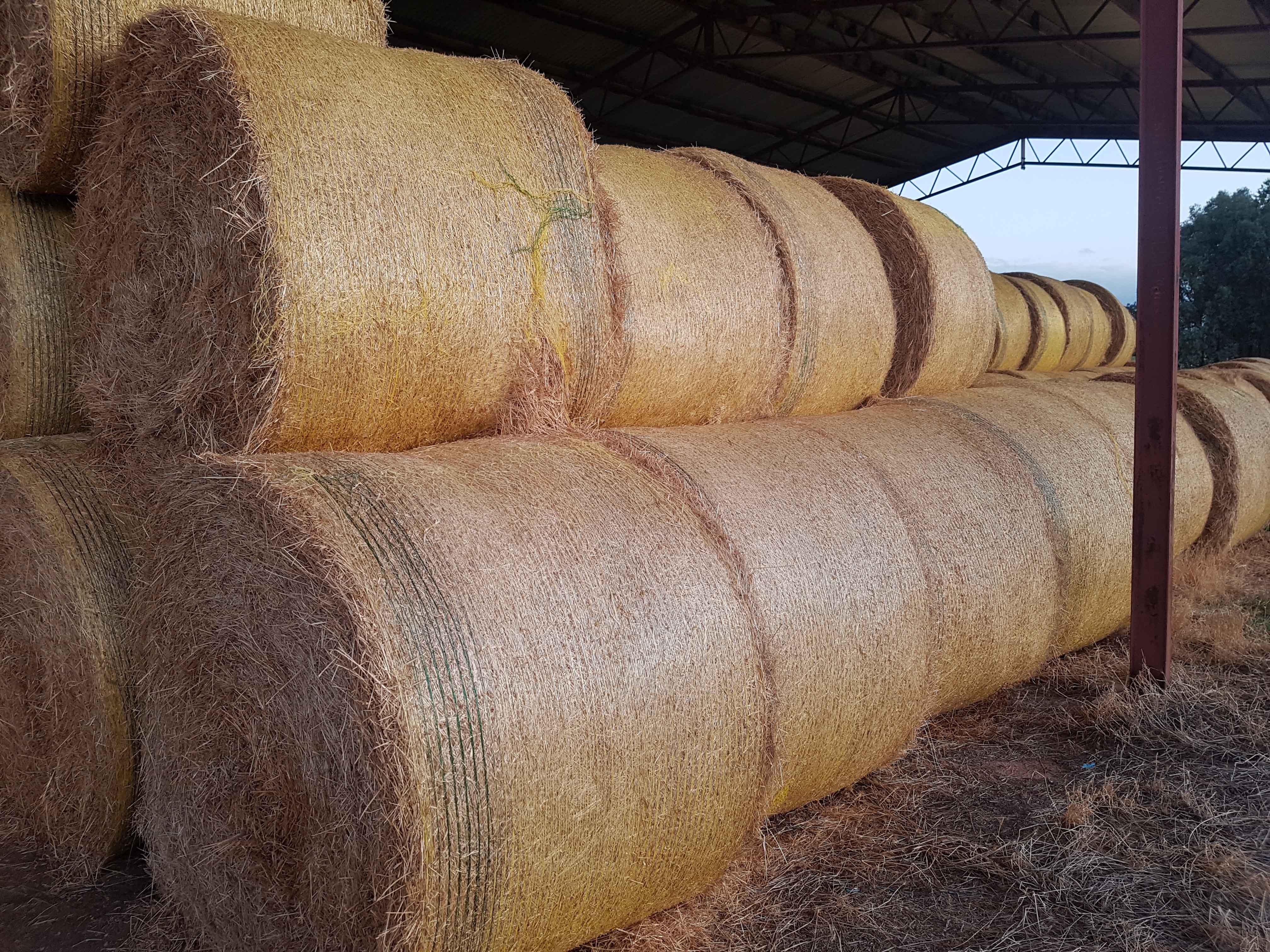 Ryegrass/clover hay Hay & Fodder Pasture Hay For Sale